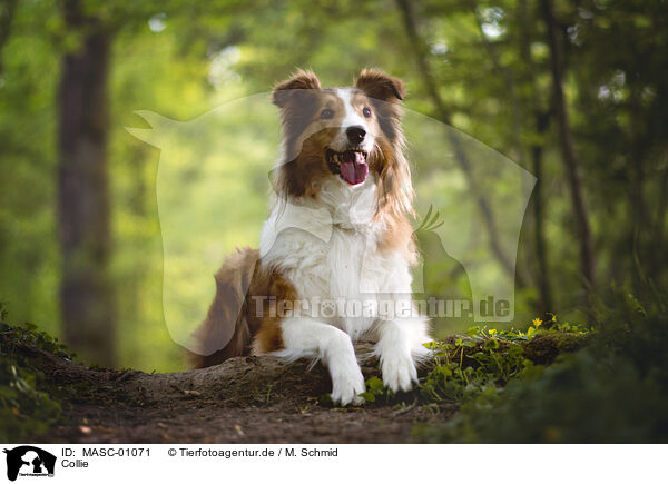 Collie / Collie / MASC-01071