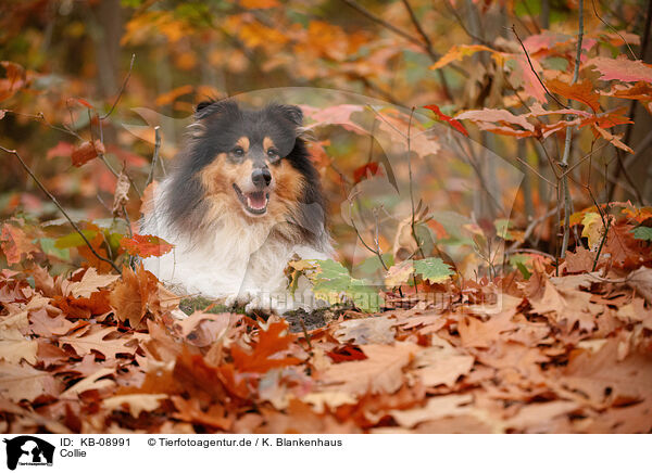 Collie / Collie / KB-08991