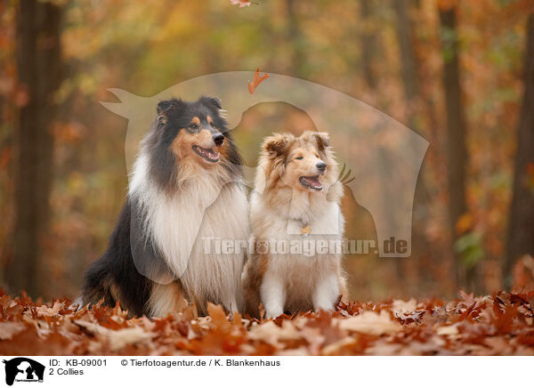 2 Collies / 2 Collies / KB-09001