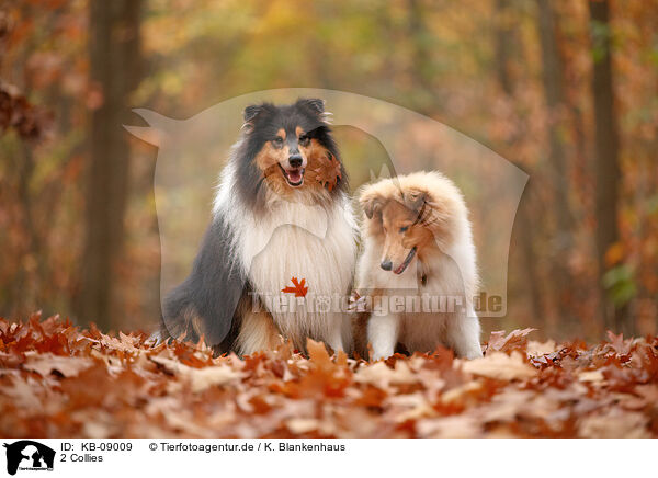 2 Collies / 2 Collies / KB-09009