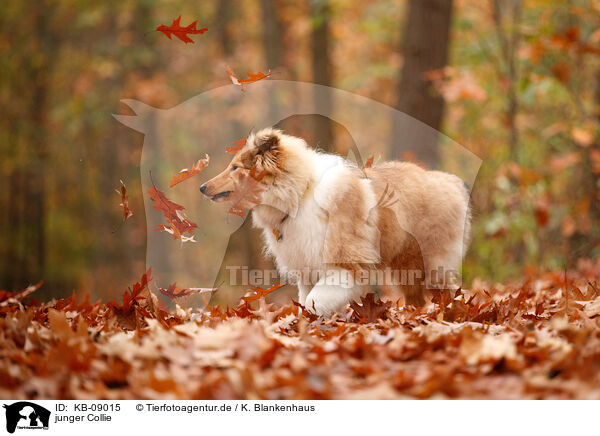 junger Collie / young Collie / KB-09015