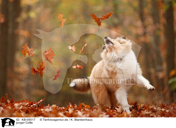 junger Collie / KB-09017