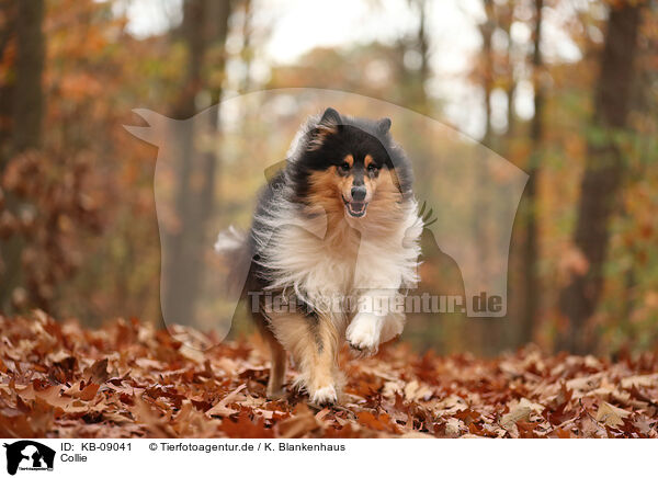 Collie / KB-09041