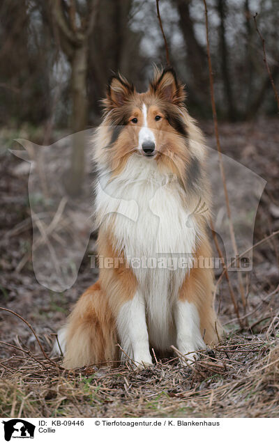 Collie / KB-09446