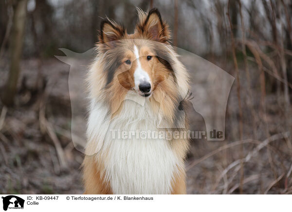 Collie / KB-09447