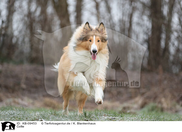 Collie / KB-09453