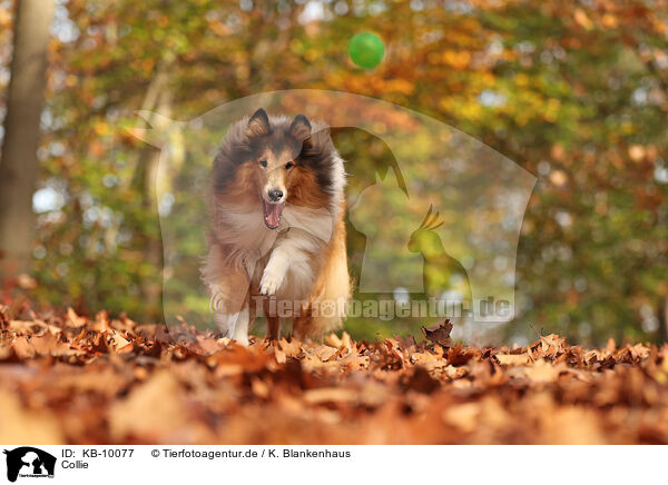Collie / Collie / KB-10077