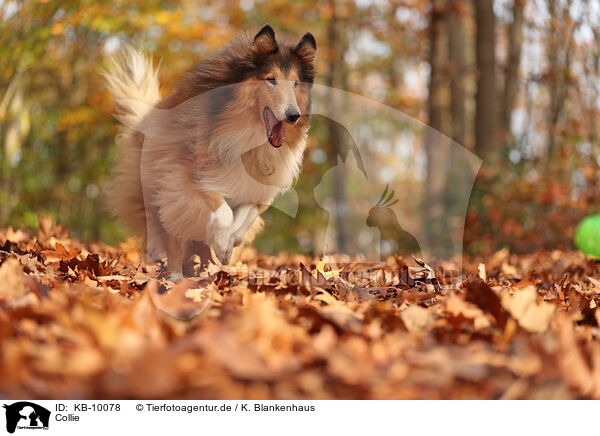 Collie / Collie / KB-10078
