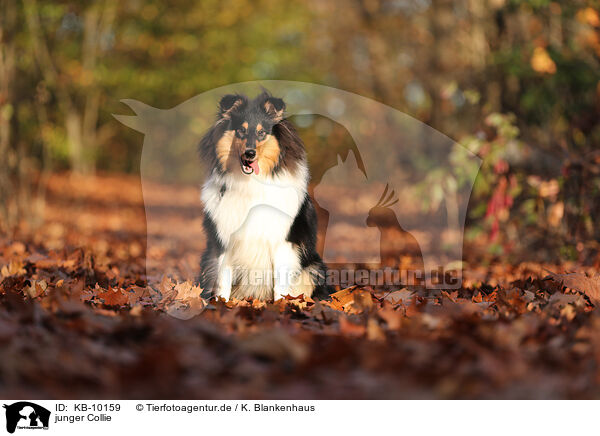 junger Collie / young Collie / KB-10159