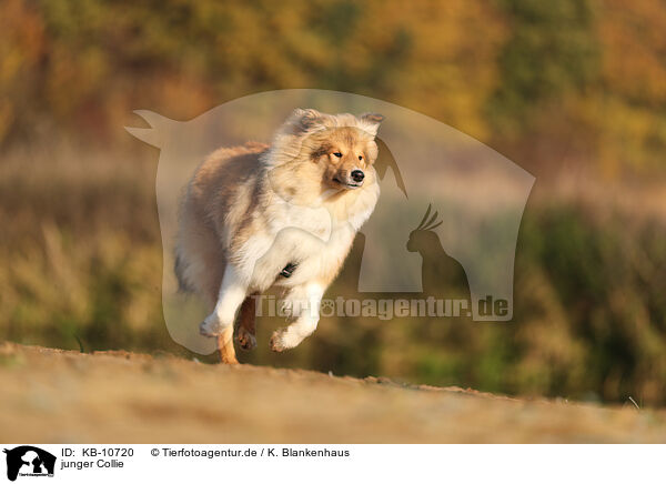 junger Collie / young Collie / KB-10720
