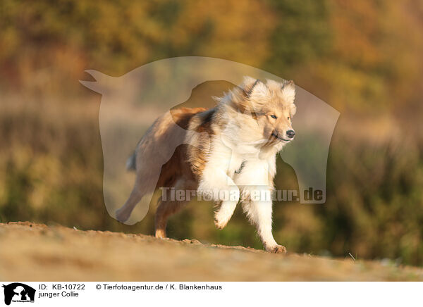 junger Collie / young Collie / KB-10722