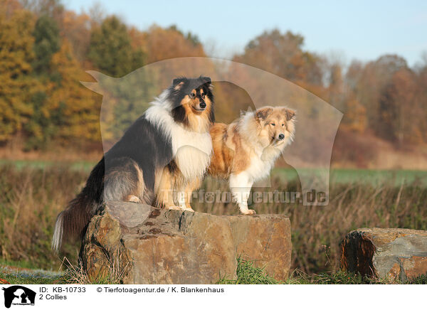 2 Collies / 2 Collies / KB-10733