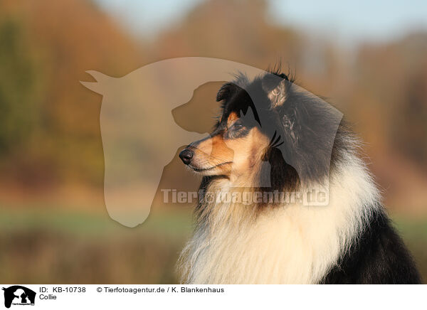 Collie / Collie / KB-10738