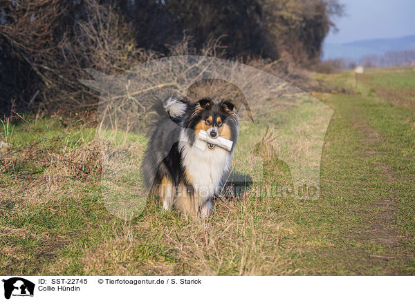 Collie Hndin / female Collie / SST-22745
