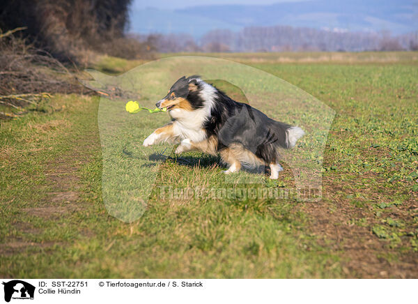 Collie Hndin / female Collie / SST-22751