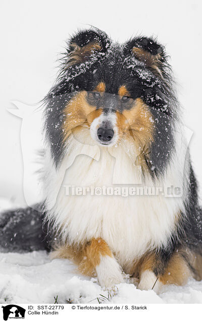 Collie Hndin / SST-22779