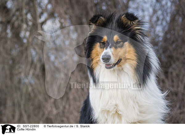 Collie Hndin / SST-22800