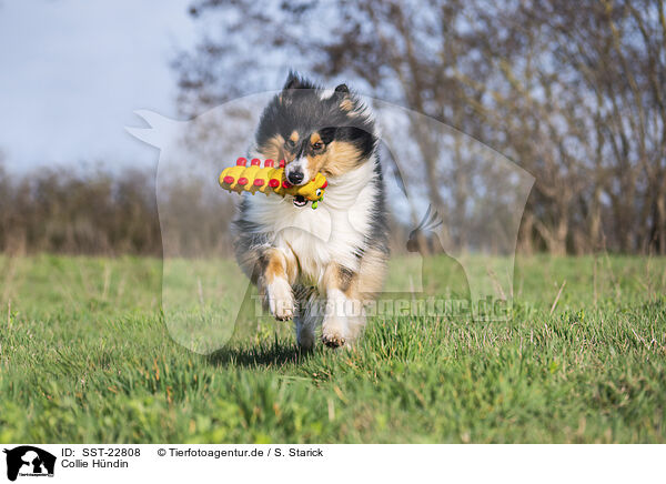 Collie Hndin / female Collie / SST-22808