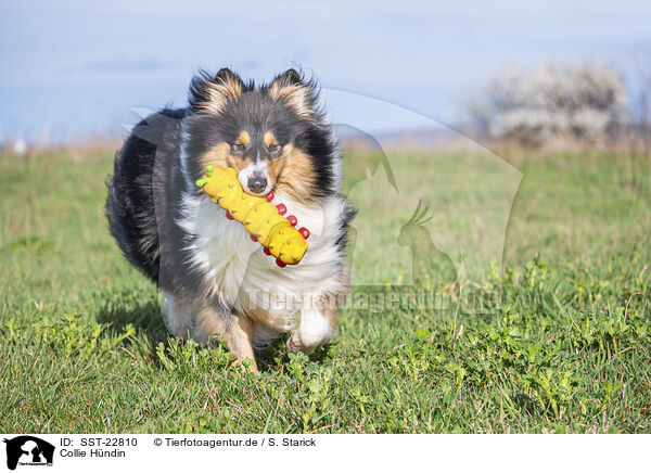 Collie Hndin / female Collie / SST-22810