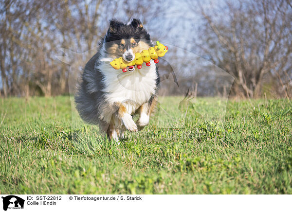 Collie Hndin / female Collie / SST-22812