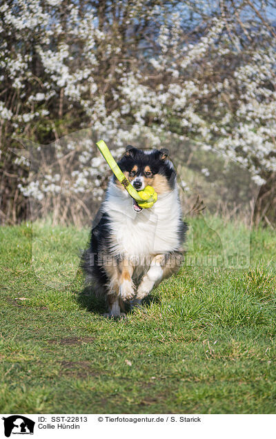 Collie Hndin / female Collie / SST-22813