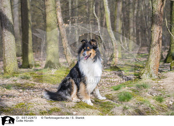 Collie Hndin / female Collie / SST-22873
