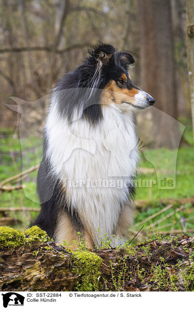 Collie Hndin / female Collie / SST-22884