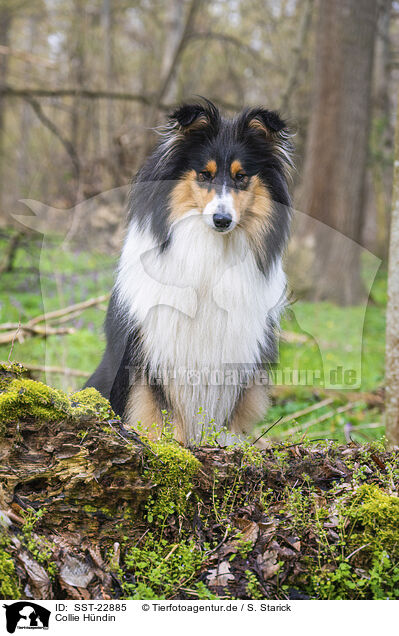 Collie Hndin / female Collie / SST-22885