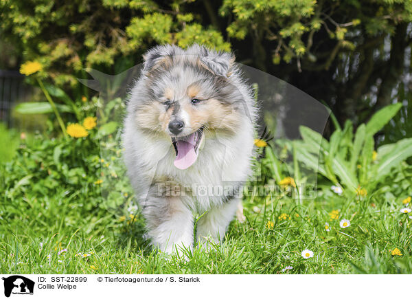 Collie Welpe / Collie Puppy / SST-22899
