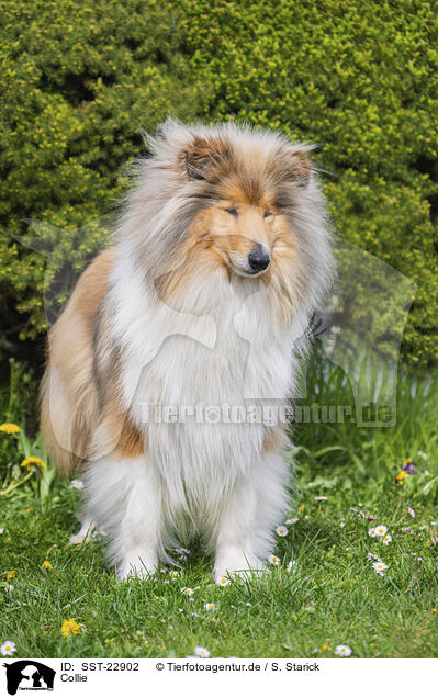 Collie / SST-22902