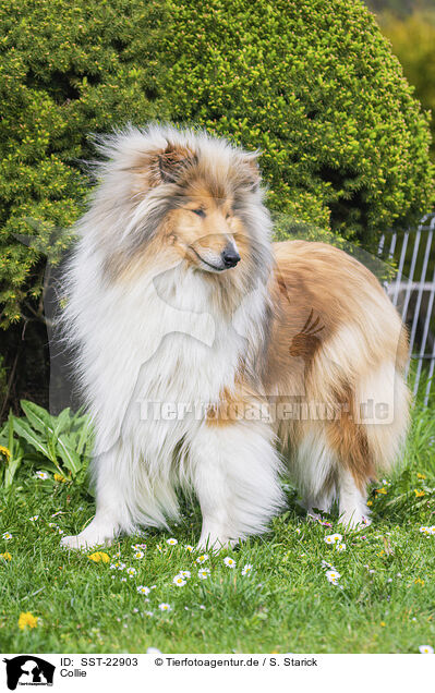 Collie / Collie / SST-22903