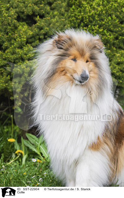 Collie / SST-22904