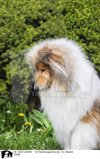 Collie / Collie / SST-22905