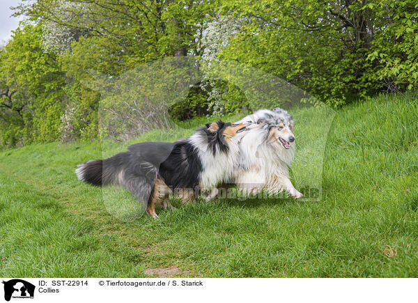 Collies / Collies / SST-22914