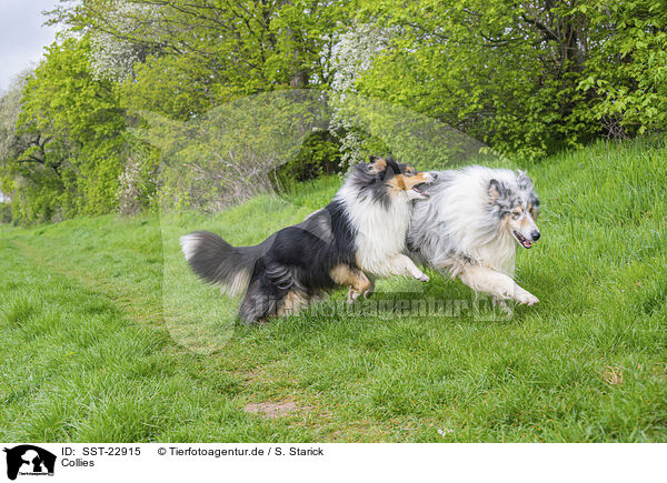Collies / SST-22915