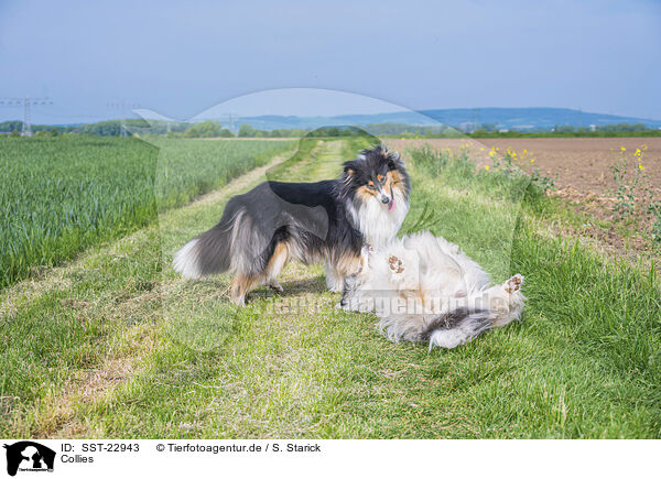 Collies / Collies / SST-22943
