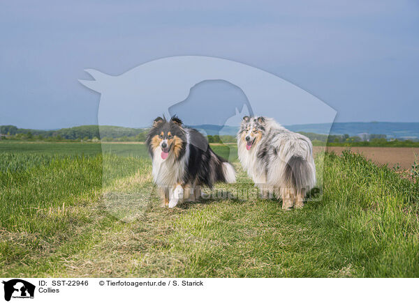 Collies / Collies / SST-22946