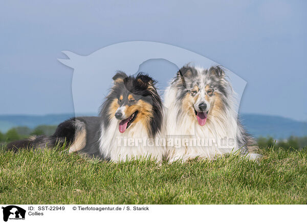 Collies / SST-22949