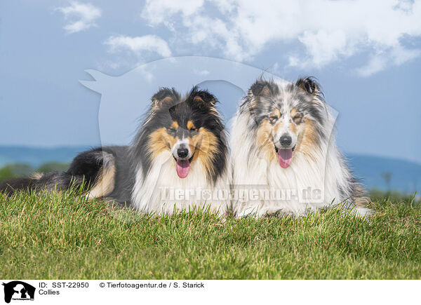 Collies / SST-22950