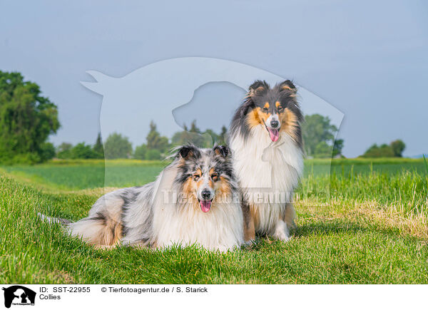 Collies / SST-22955