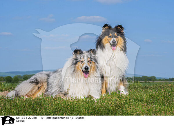 Collies / SST-22958