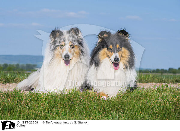 Collies / Collies / SST-22959