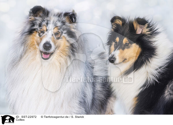 Collies / SST-22972