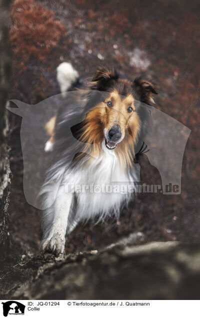 Collie / JQ-01294