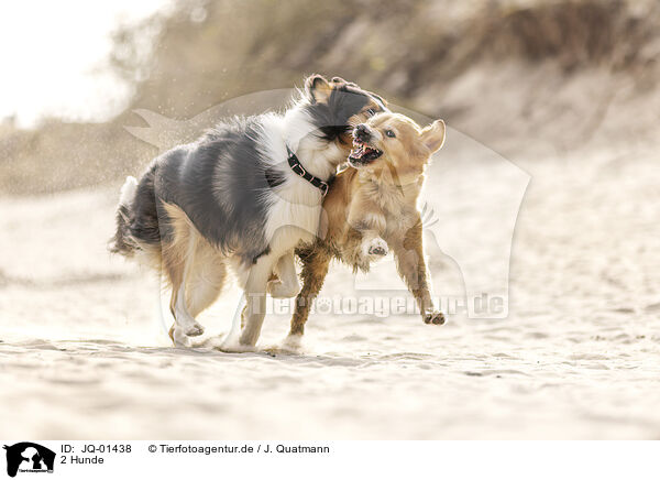 2 Hunde / 2 dogs / JQ-01438