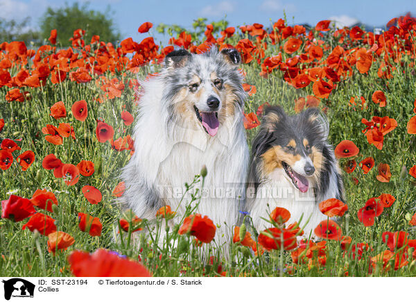 Collies / Collies / SST-23194