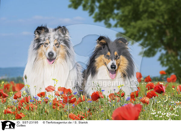 Collies / Collies / SST-23195