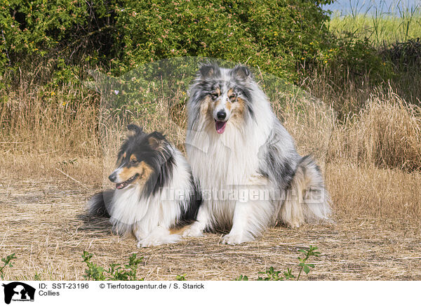 Collies / SST-23196