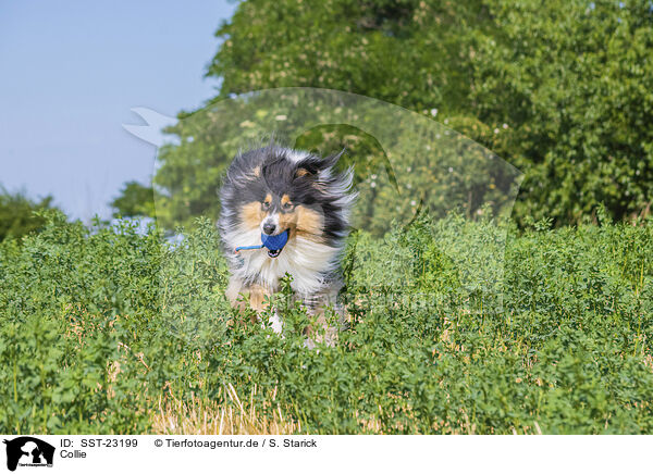 Collie / Collie / SST-23199