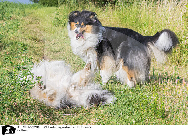 Collies / Collies / SST-23206
